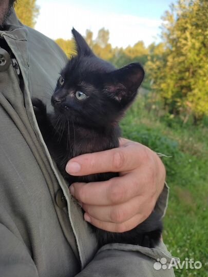 Черный котёнок ищет дом