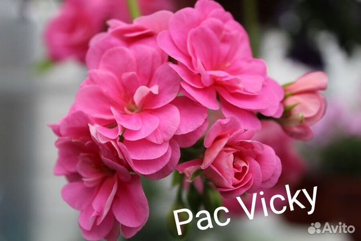 Продаются черенки Плющелистных пеларгонии