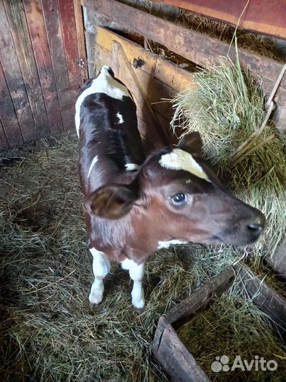 Продаётся телочка