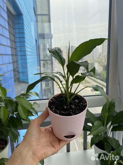 Милый Спатифиллум в горшочке