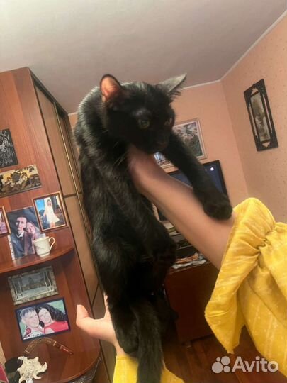 Котята в добрые руки бесплатно