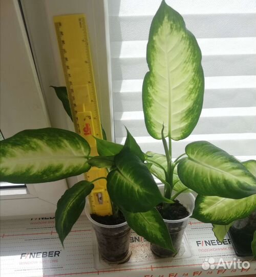 Диффенбахия