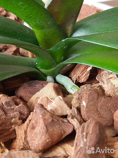 Фаленопсис Leco Fantastic 'Ll045-2'