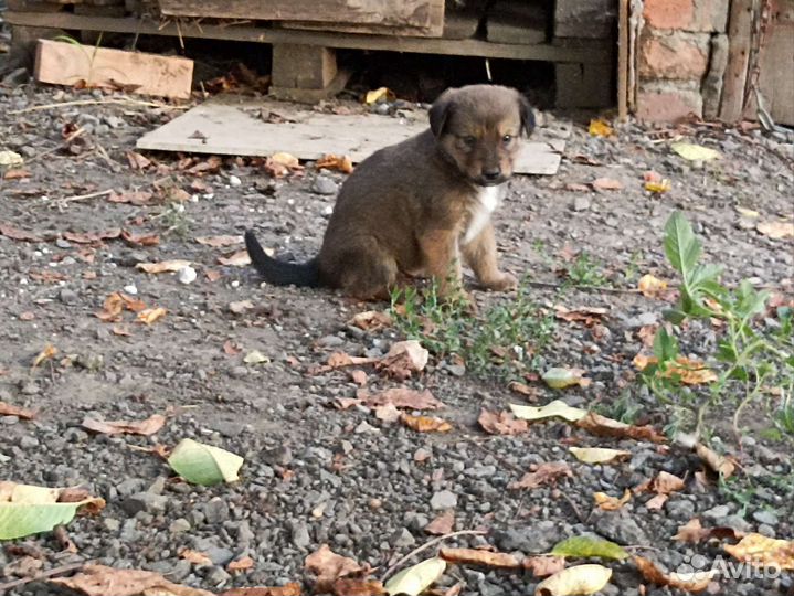Щенки