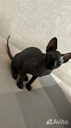 Донской сфинкс