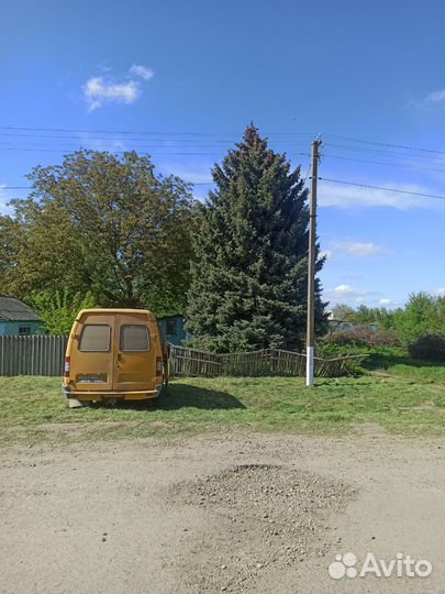 Ель голубая крупномер