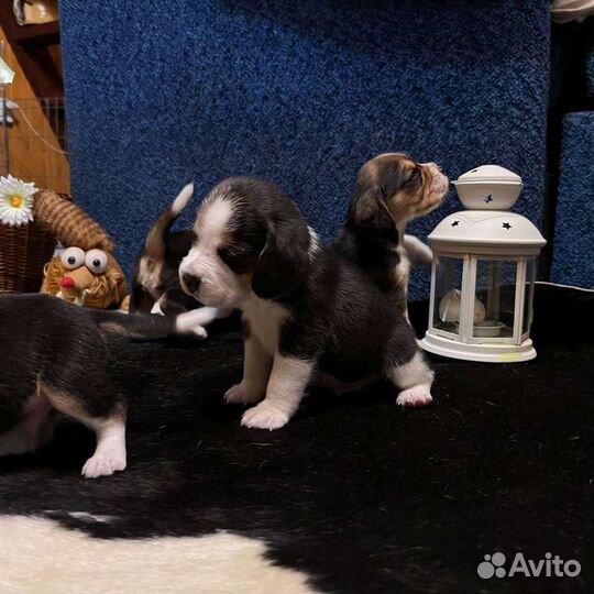 Щенки бигль
