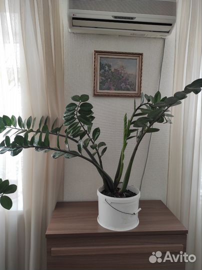 Замиокулькас