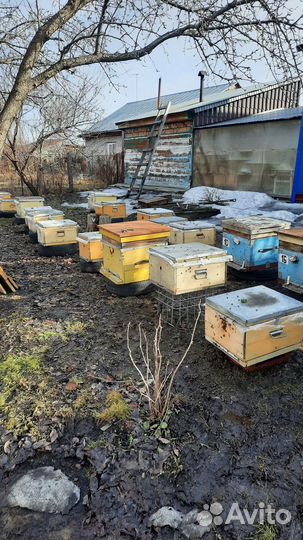 Продам пасеку