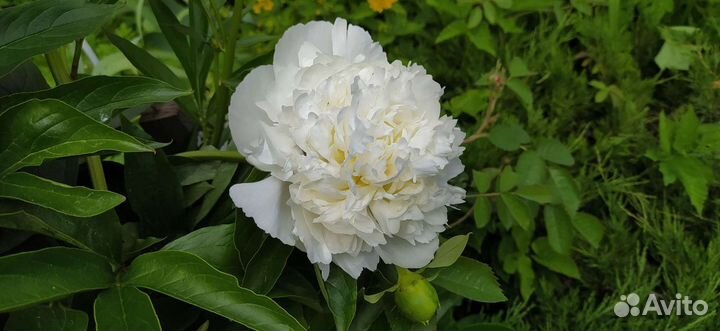 Пионы саженцы