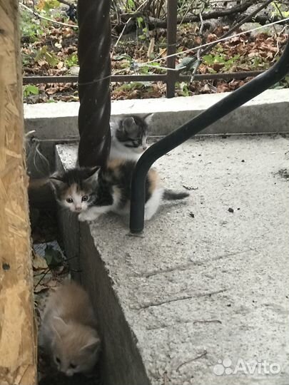 Отдам в добрые руки