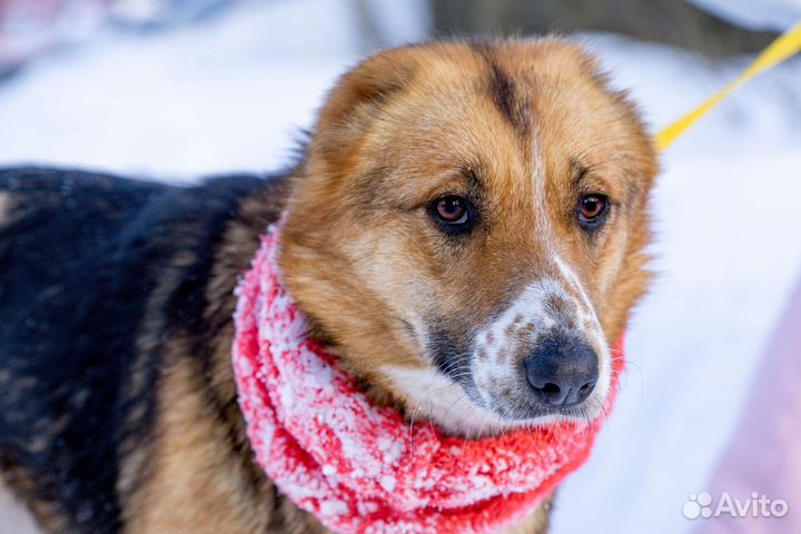 Небольшие собачки