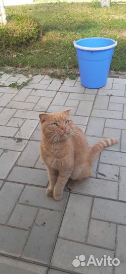 Отдам кота в добрые руки