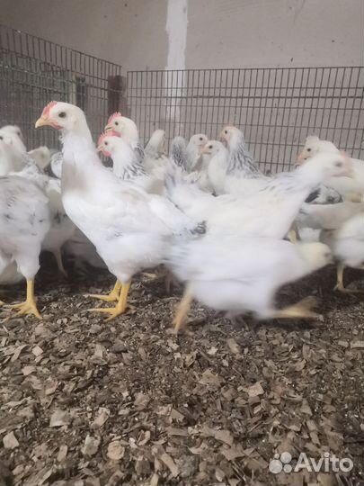Куры несушки домашние