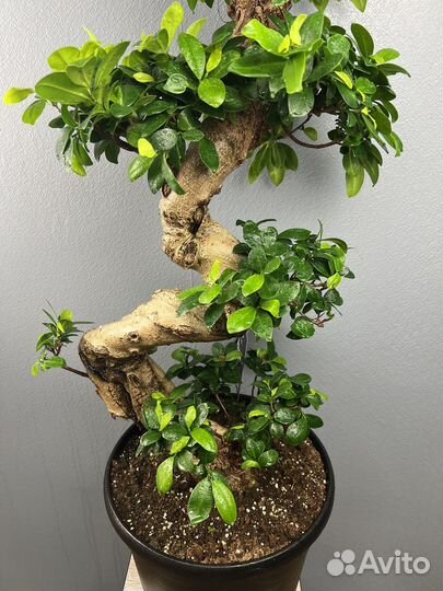 Фикус микрокарпа гинсенгH 110 см