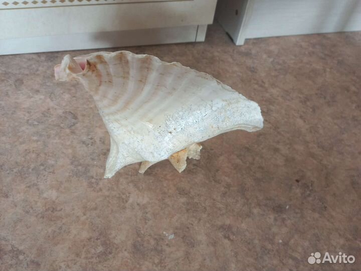 Ракушка Куба