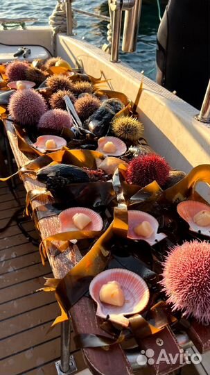 Морская прогулка за китами Териберка