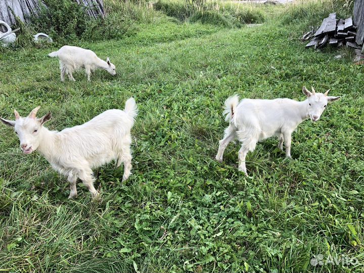 Козлята