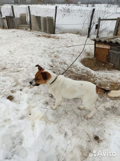 Отдам в хорошие добрые руки