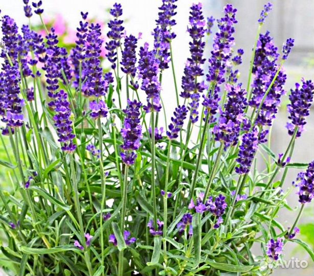 Эфирное масло лаванды 10 мл