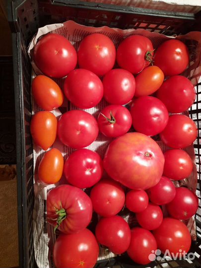 Помидоры домашние