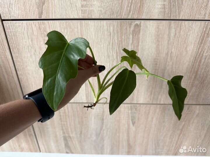 Филодендрон т31, Брандтианум, юкка