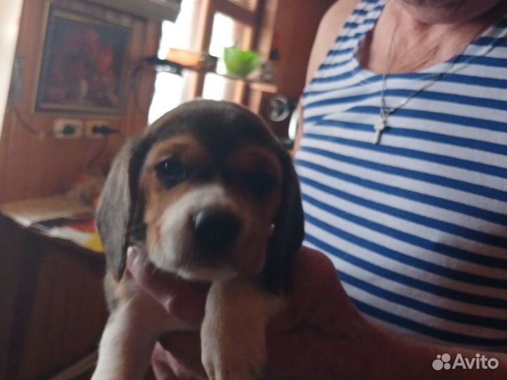 Щенки бигль