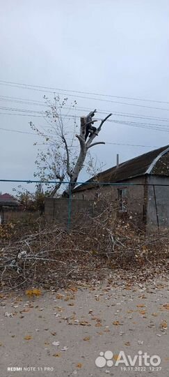 Обрезка и вырубка деревьев