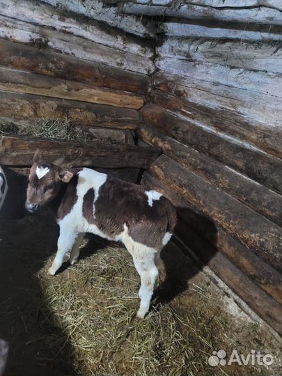 Две тёлочки на откорм