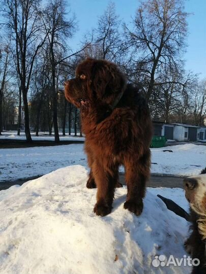 Ньюфаундленд