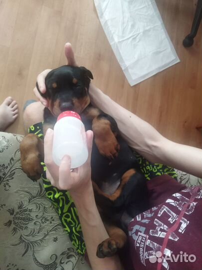 Щенок Добермана