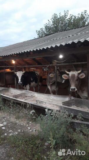 Коровы дойные(швицы)телки