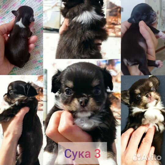 Щенки чихуахуа длинношерстные
