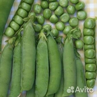 Семена гороха Прима, Веста эс