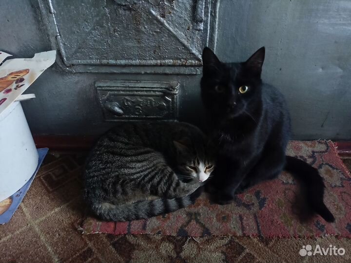Котята отдам в добрые руки
