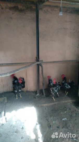 Продам петухов разных пород