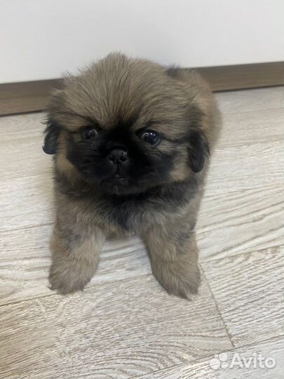 Щенки пекинеса