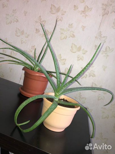 Алоэ Лечебный