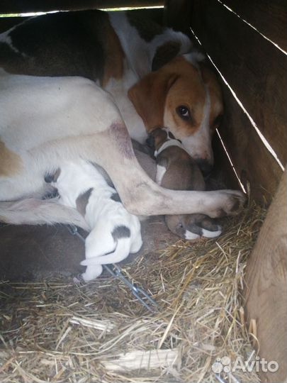 Отдам щенов русской гончей в добрые руки