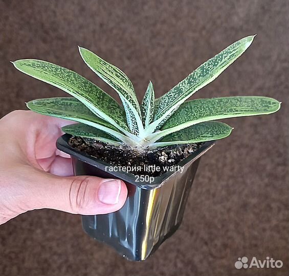 Суккуленты разные
