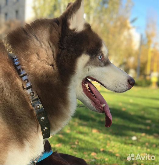 Вязка кобель Хаски Сибирский