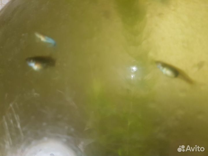 Рыбки гуппи