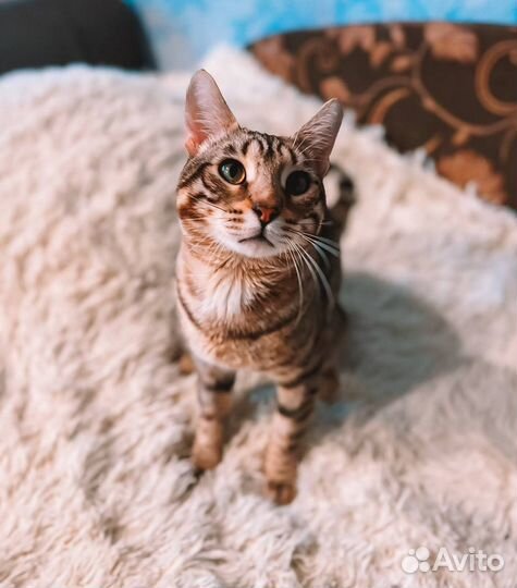 Котик в добрые ручки