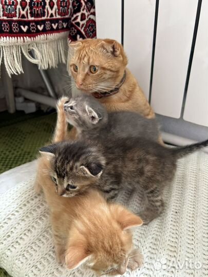 Котята в добрые руки
