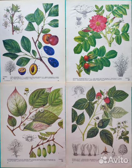 Ботанические иллюстрации фрукты, овощи