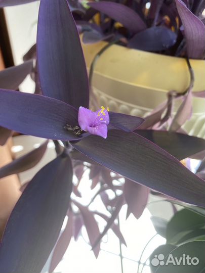 Цветы комнатные(Сеткреазия пурпурная)