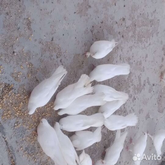 Голуби белые