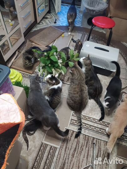 Кошка в дар