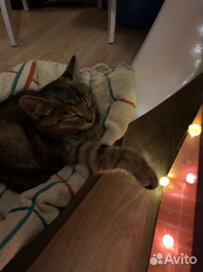 Кошка в дар