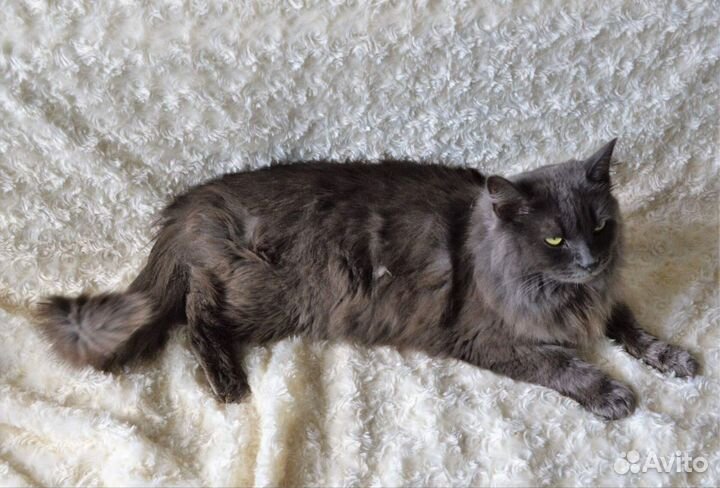 Важная пушистая кошка Дуся ищет добрую семью